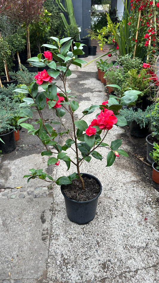 Camelia (M)