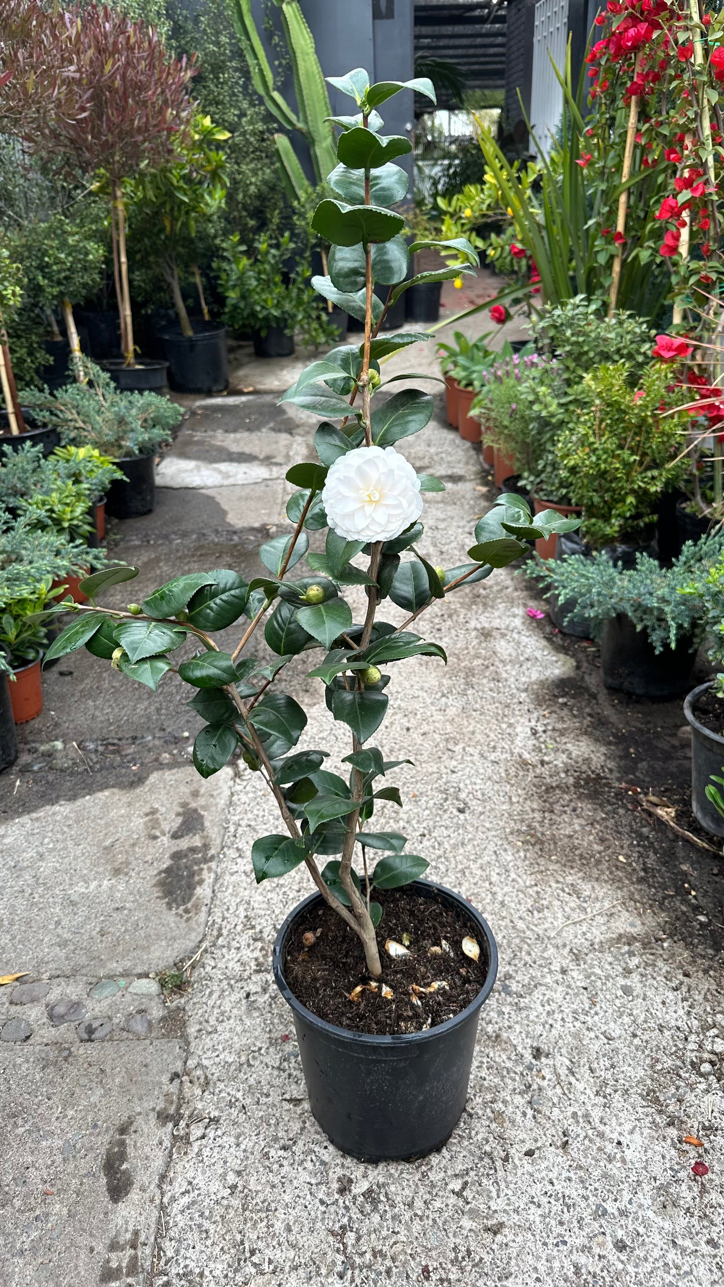 Camelia (M)