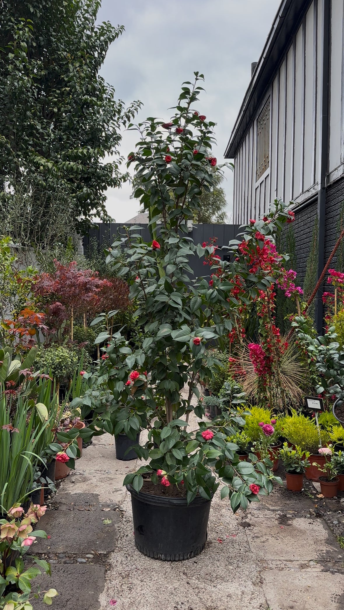 Camelia (XXL)