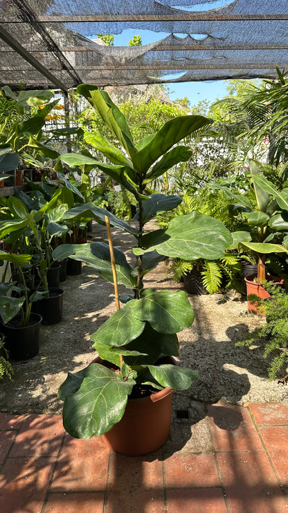 Ficus Lyrata