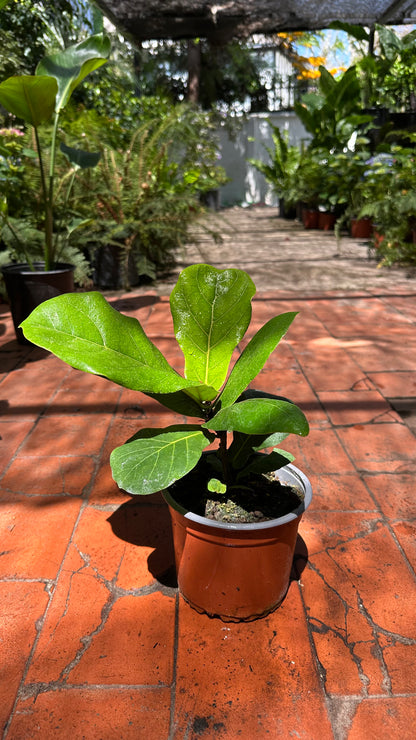 Ficus Lyrata