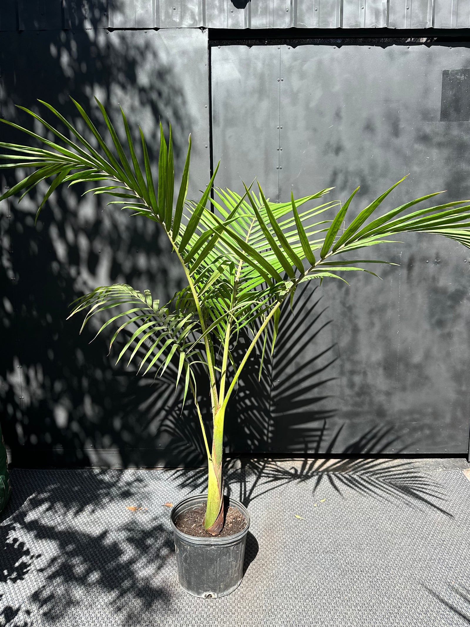 Kentia