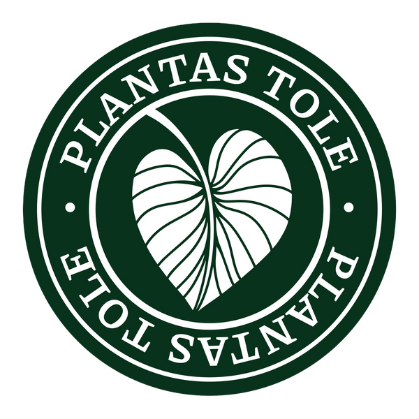 Plantas Tole