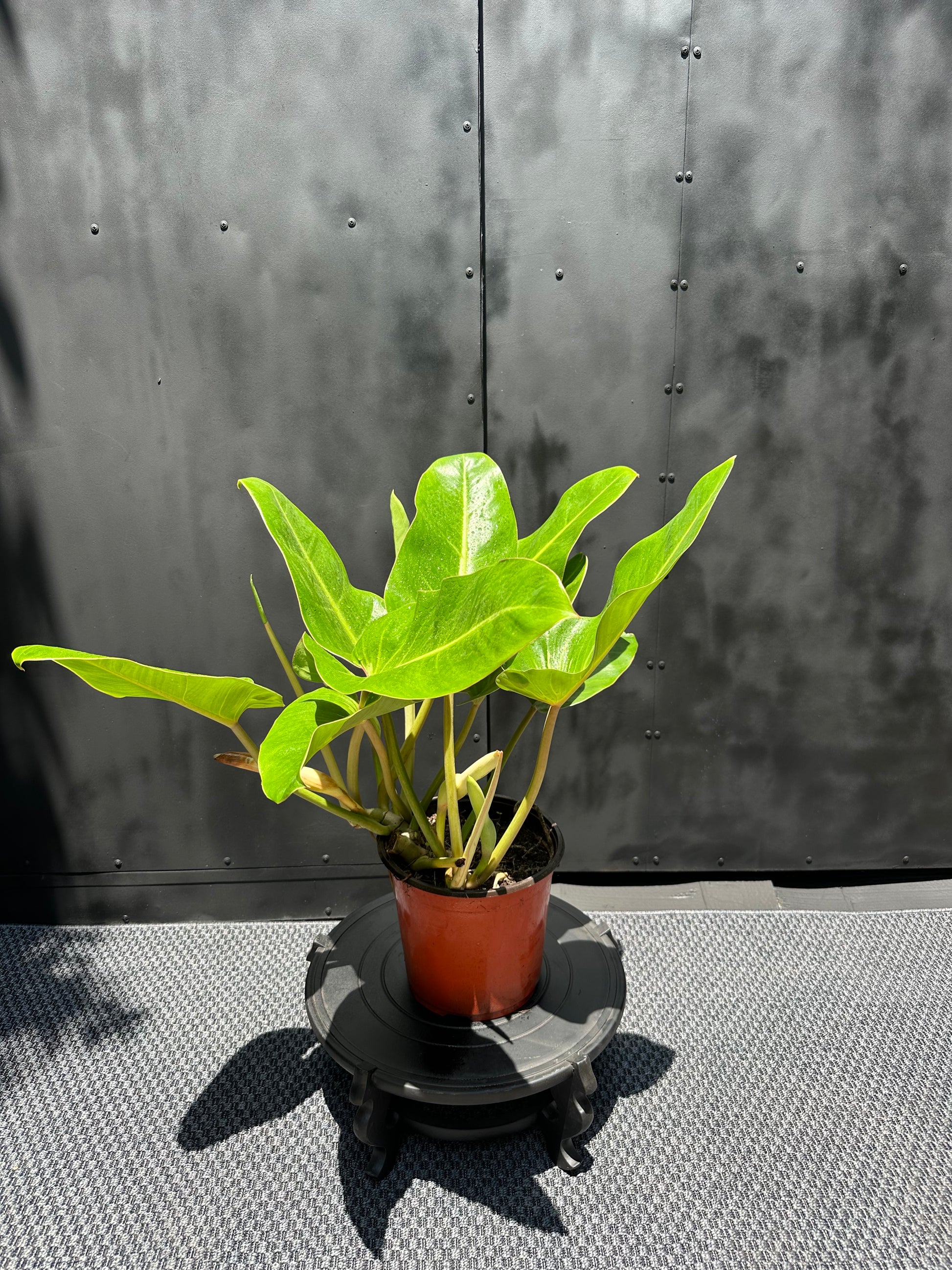 philodendron longifolium Longifolio - Filodendro Tropical Elegante