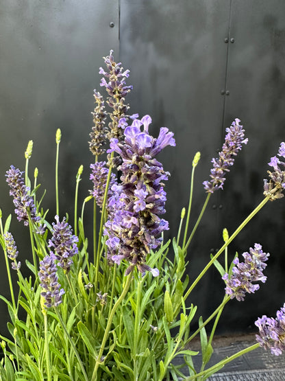 Lavanda Blue Spear