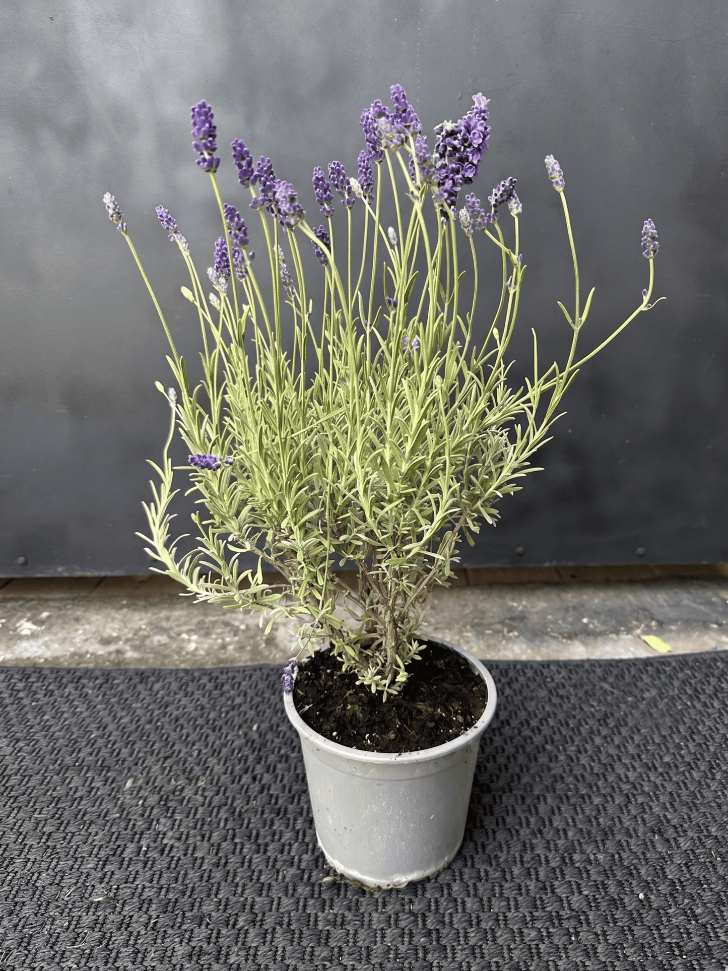 Lavanda Blue Spear
