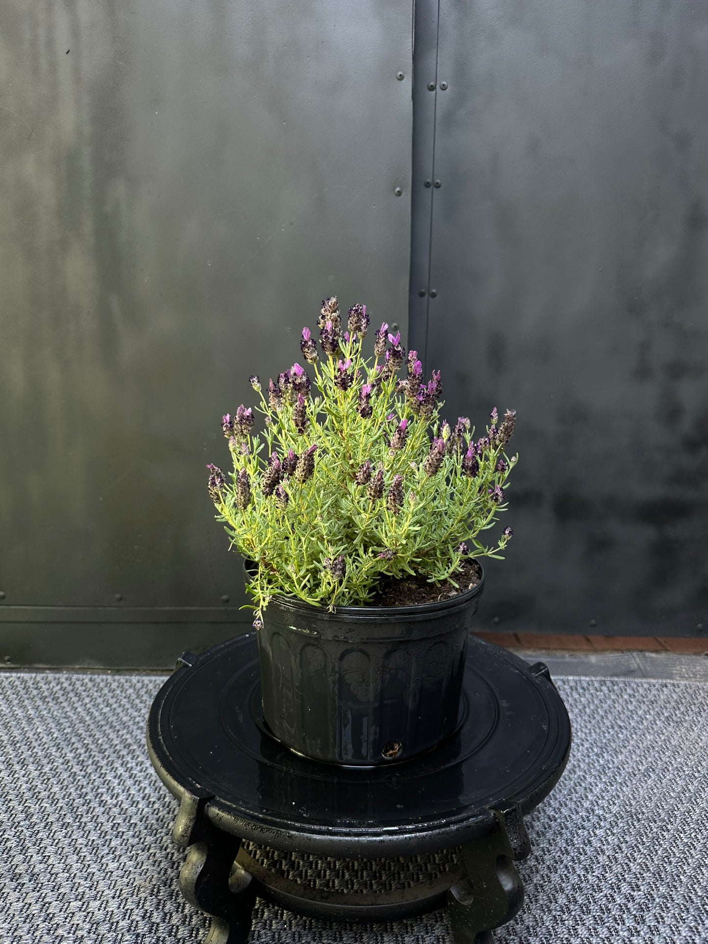 Lavanda Stoecha