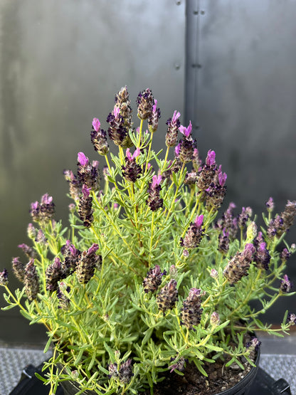 Lavanda Stoecha