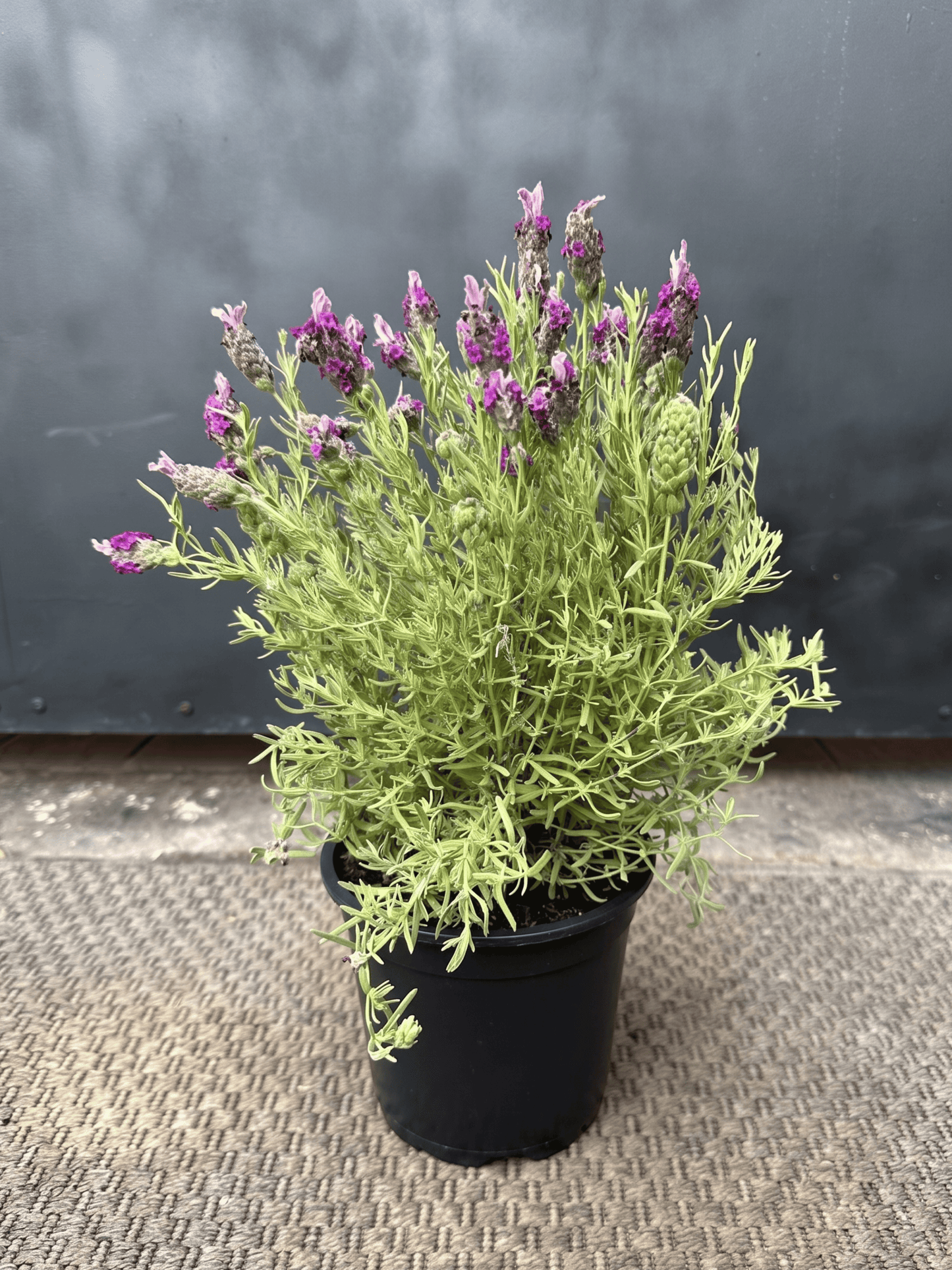 Lavanda Stoecha Rosada