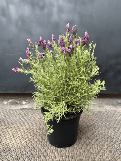 Lavanda Stoecha Rosada