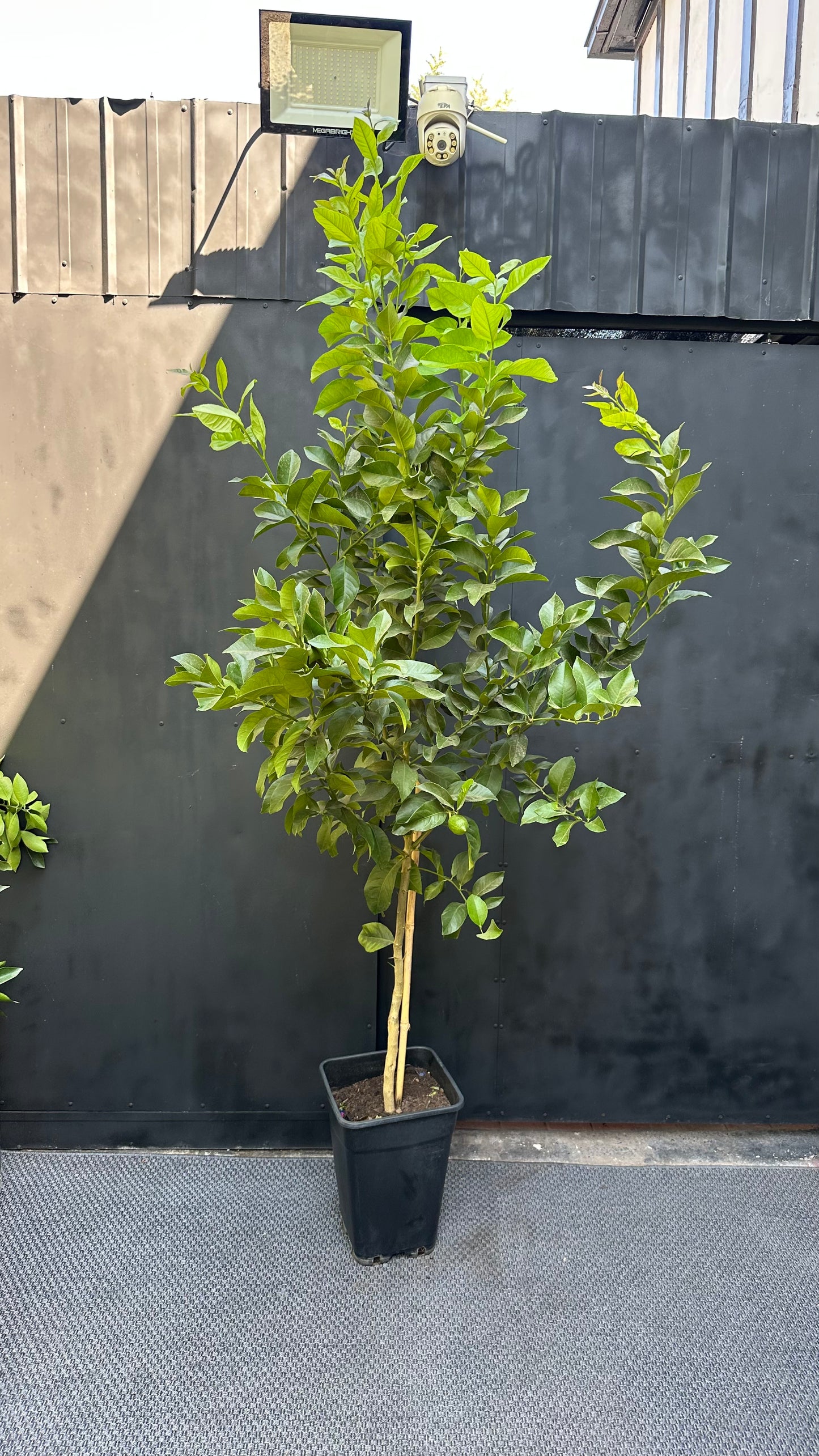 Limón
