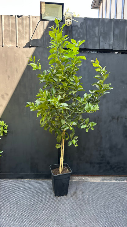 Limón