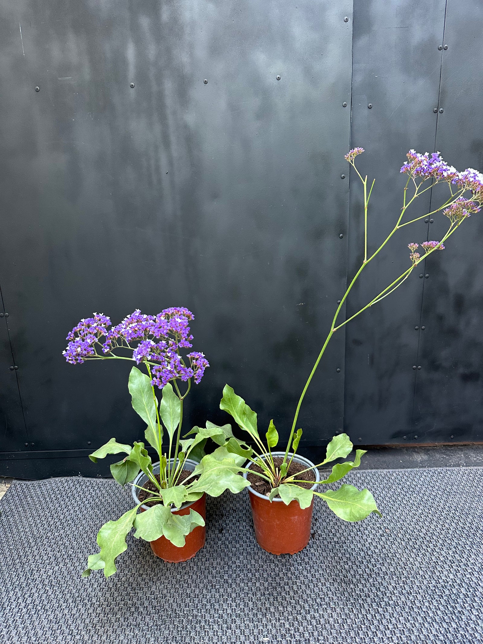 Limonium