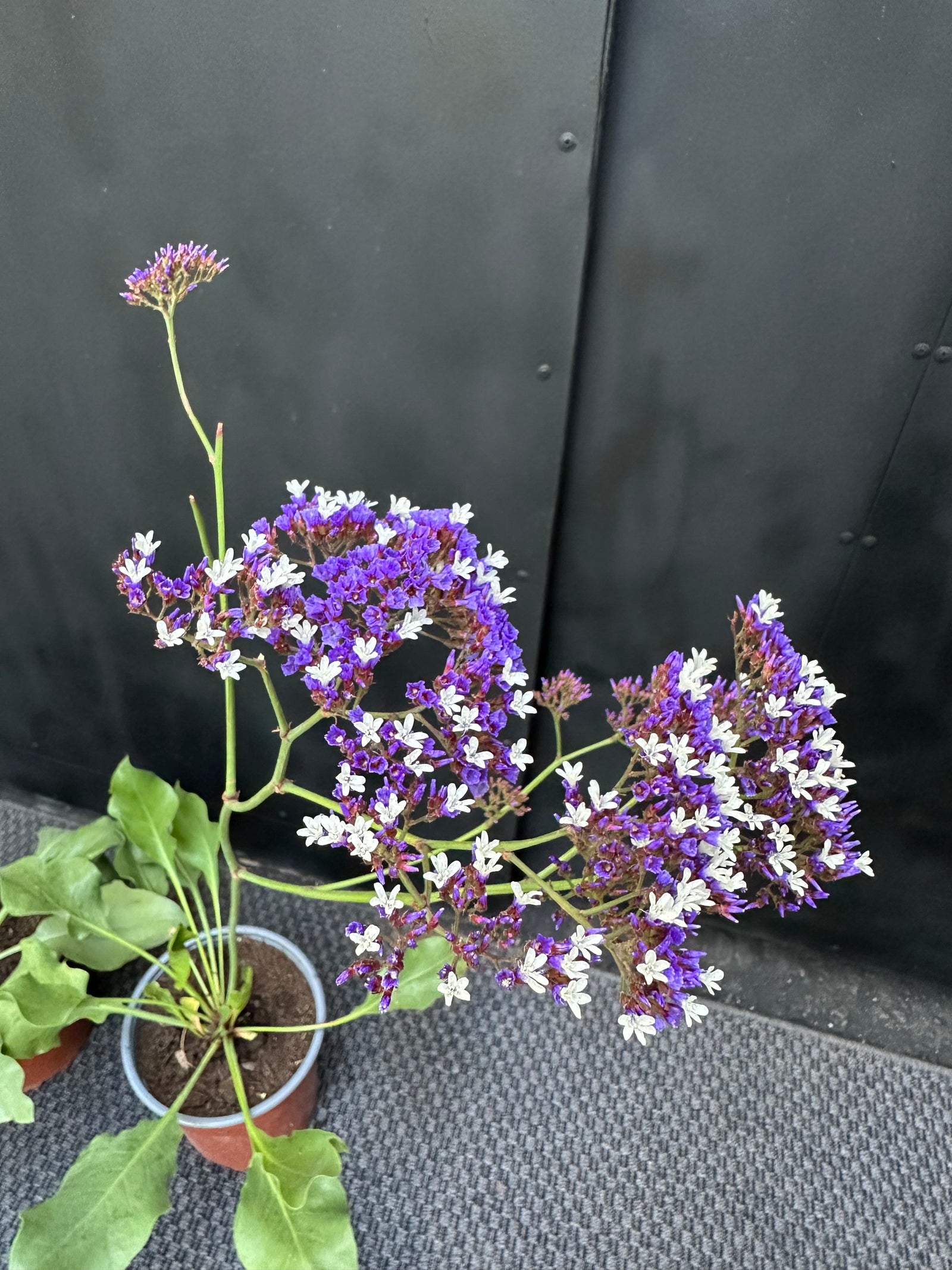 Limonium de flores violetas pequeñas y follaje fino en macetero de jardín