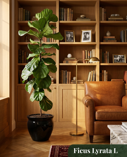 Ficus Lyrata