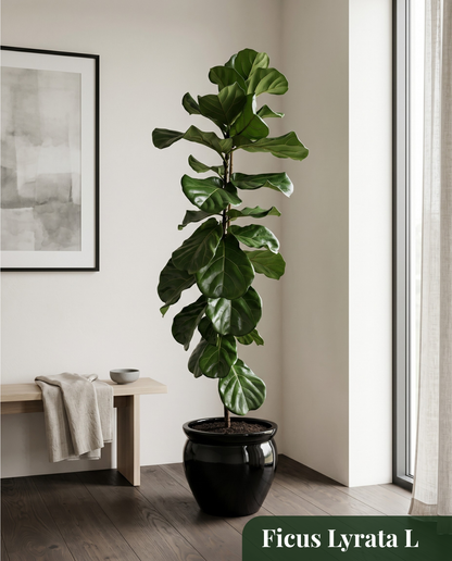 Ficus Lyrata