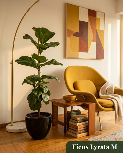 Ficus Lyrata