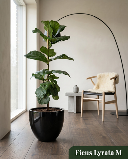 Ficus Lyrata