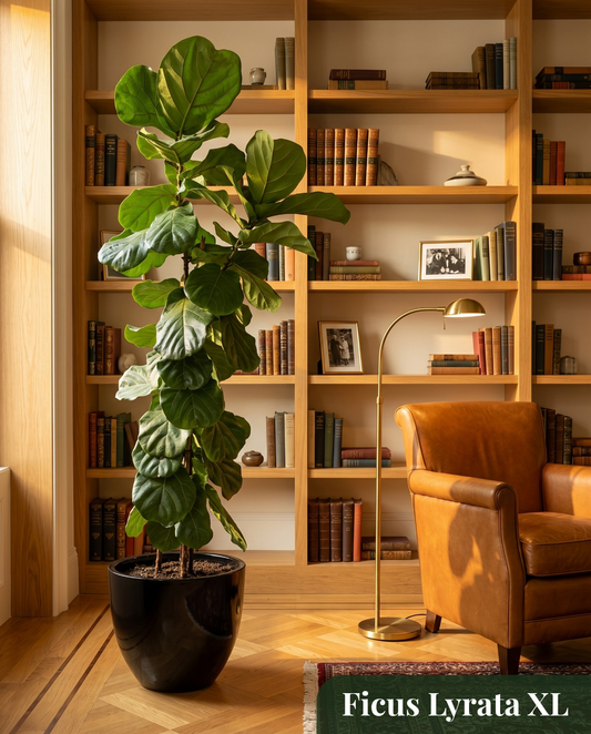 Ficus Lyrata