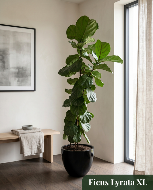 Ficus Lyrata