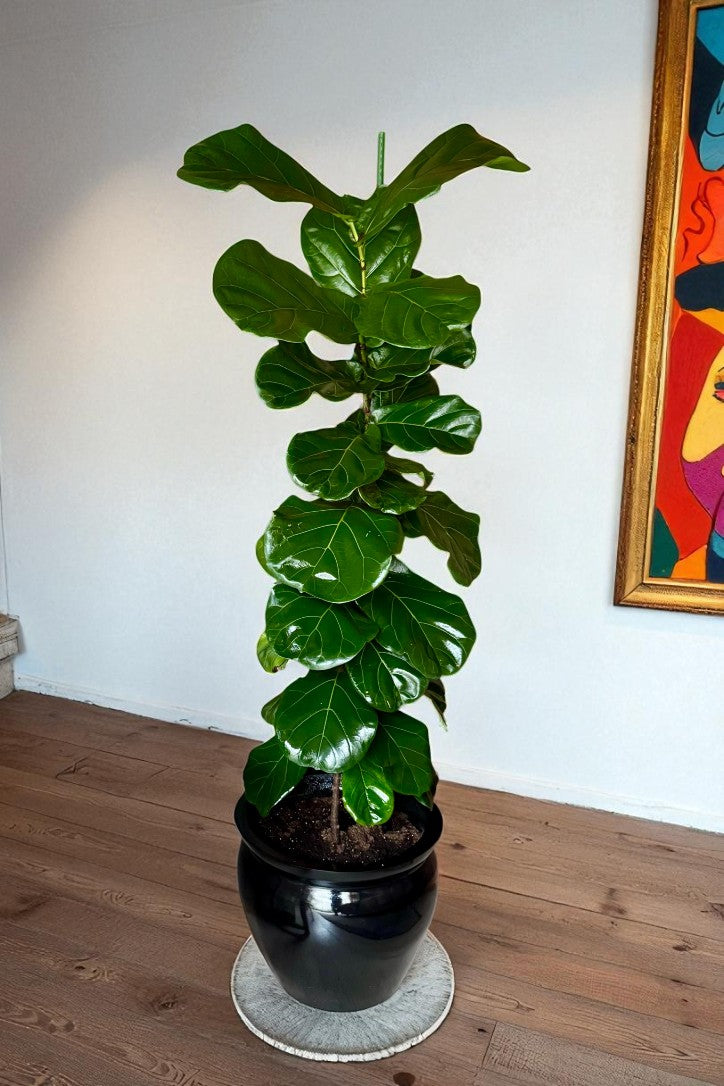 Ficus Lyrata - 1 brazo