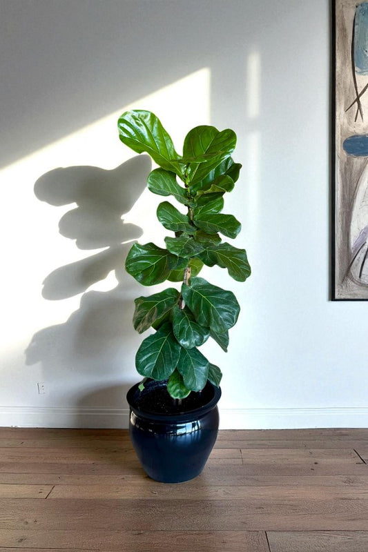 Ficus Lyrata - 1 brazo