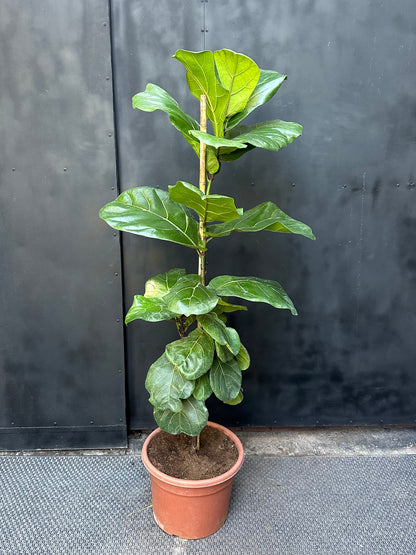 Ficus Lyrata
