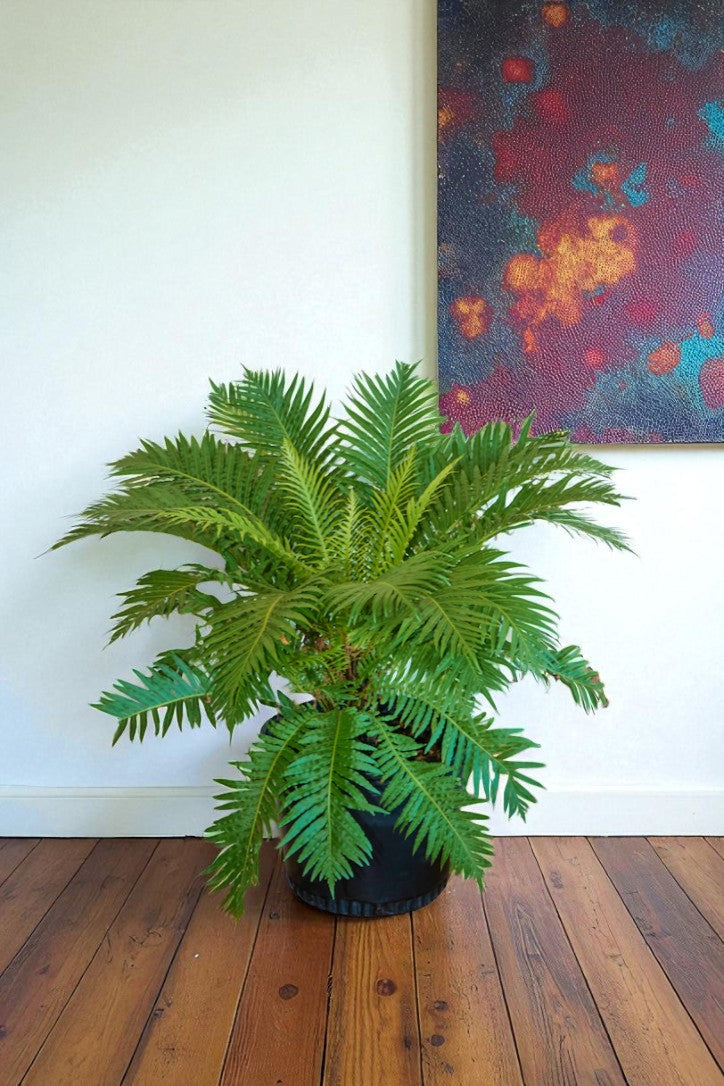 Helecho Blechnum Silver Lady