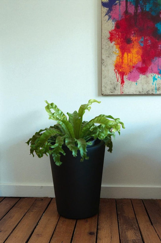 Helecho Manitos (Asplenium Napina Crease)