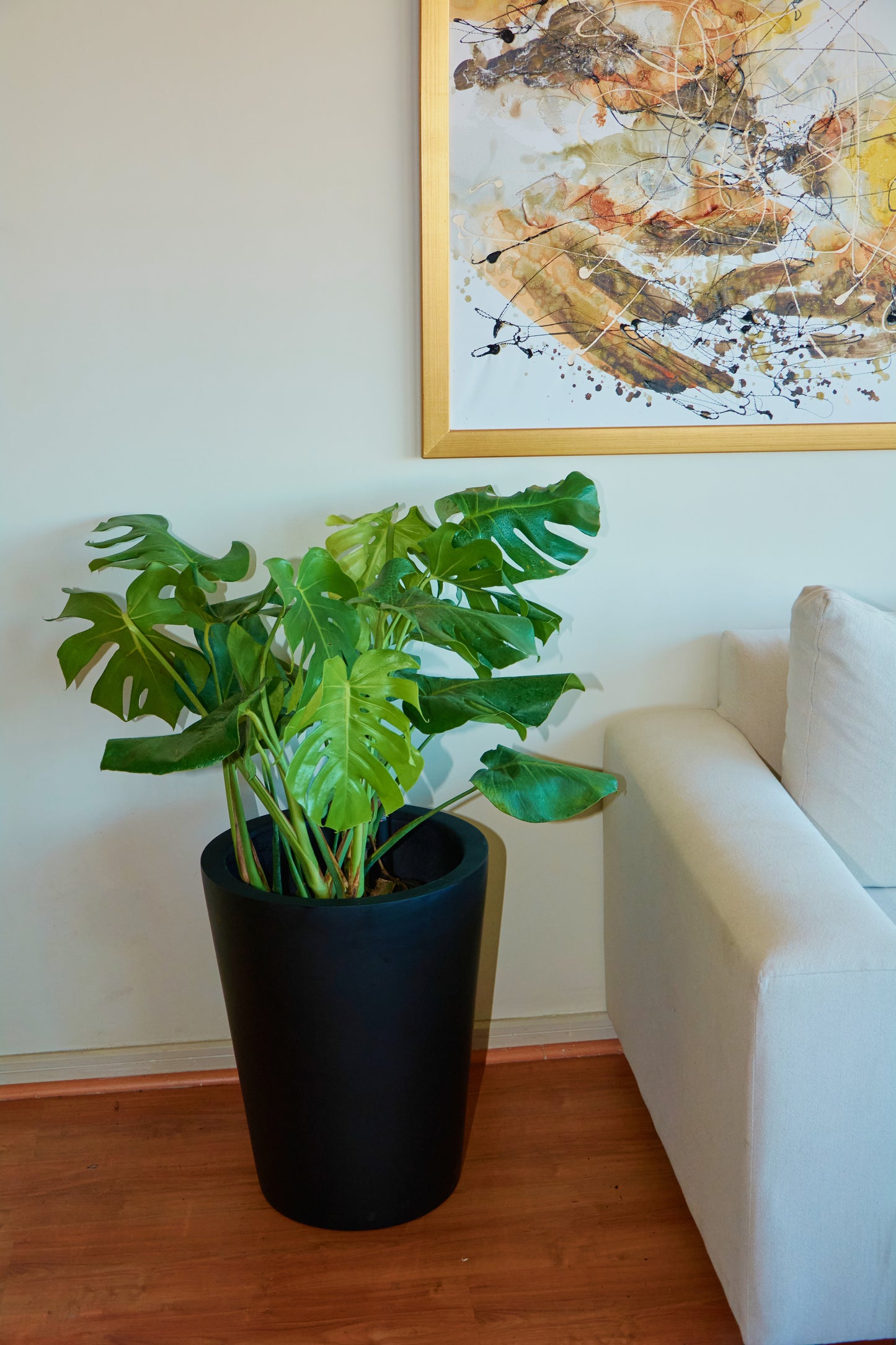 Monstera Deliciosa