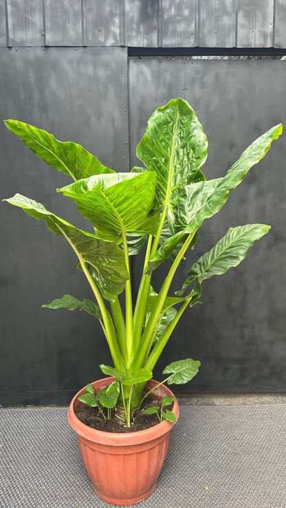 Manto de Eva XL (Nuevo Formato)