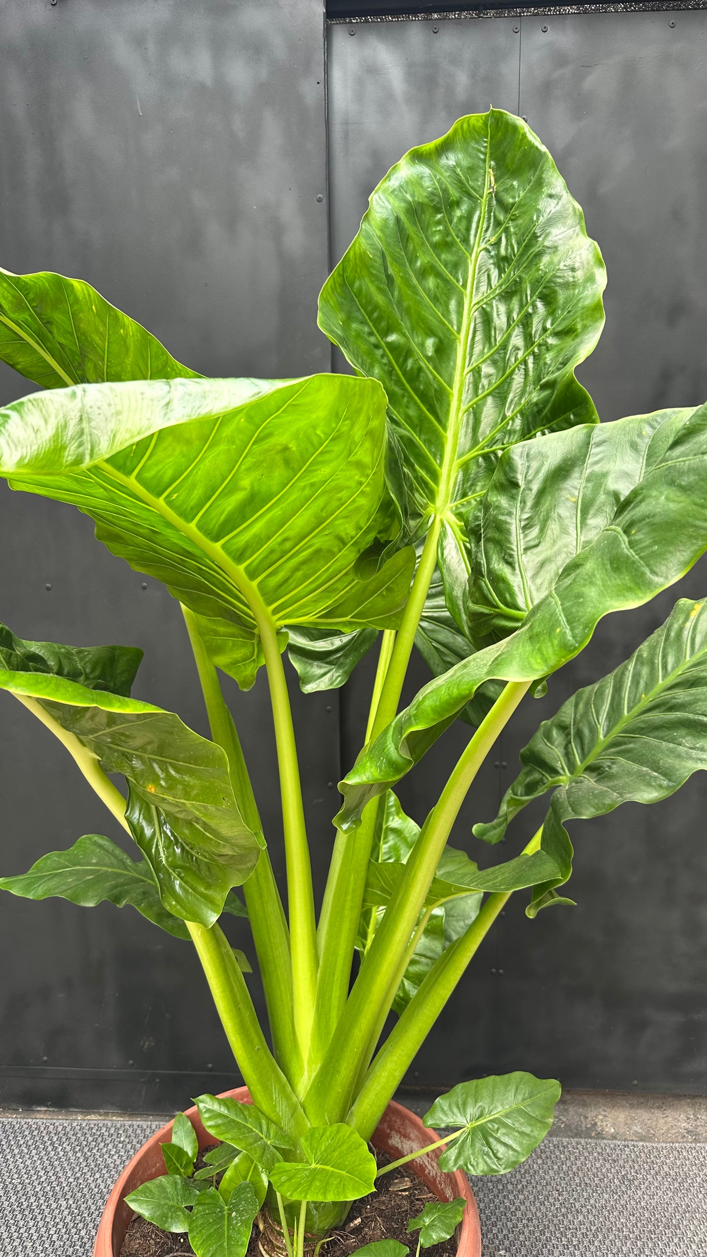 Manto de Eva XL (Nuevo Formato)