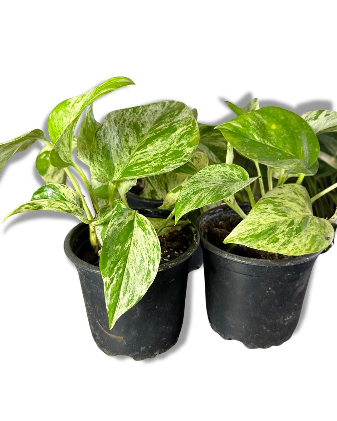 Scindapsus Marble Queen (Pothus)