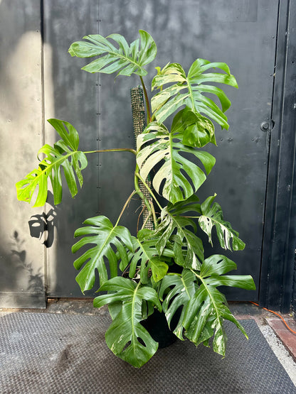 Monstera Variegada (Unica)