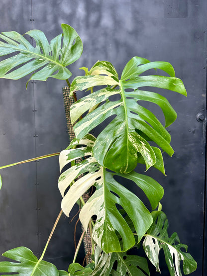 Monstera Variegada (Unica)