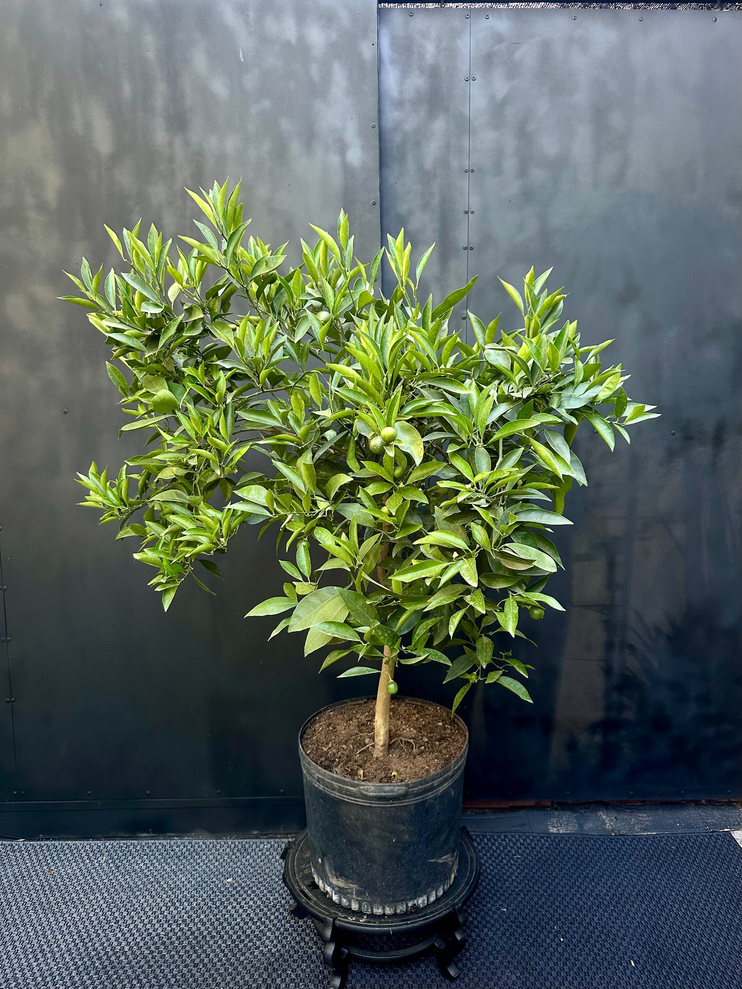 Naranjo Cara Cara (M)