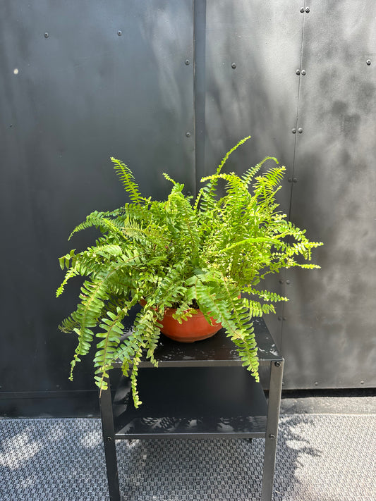 Helecho Espada (Corto)