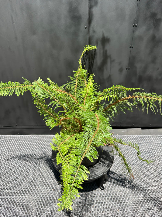 Helecho Polystichum