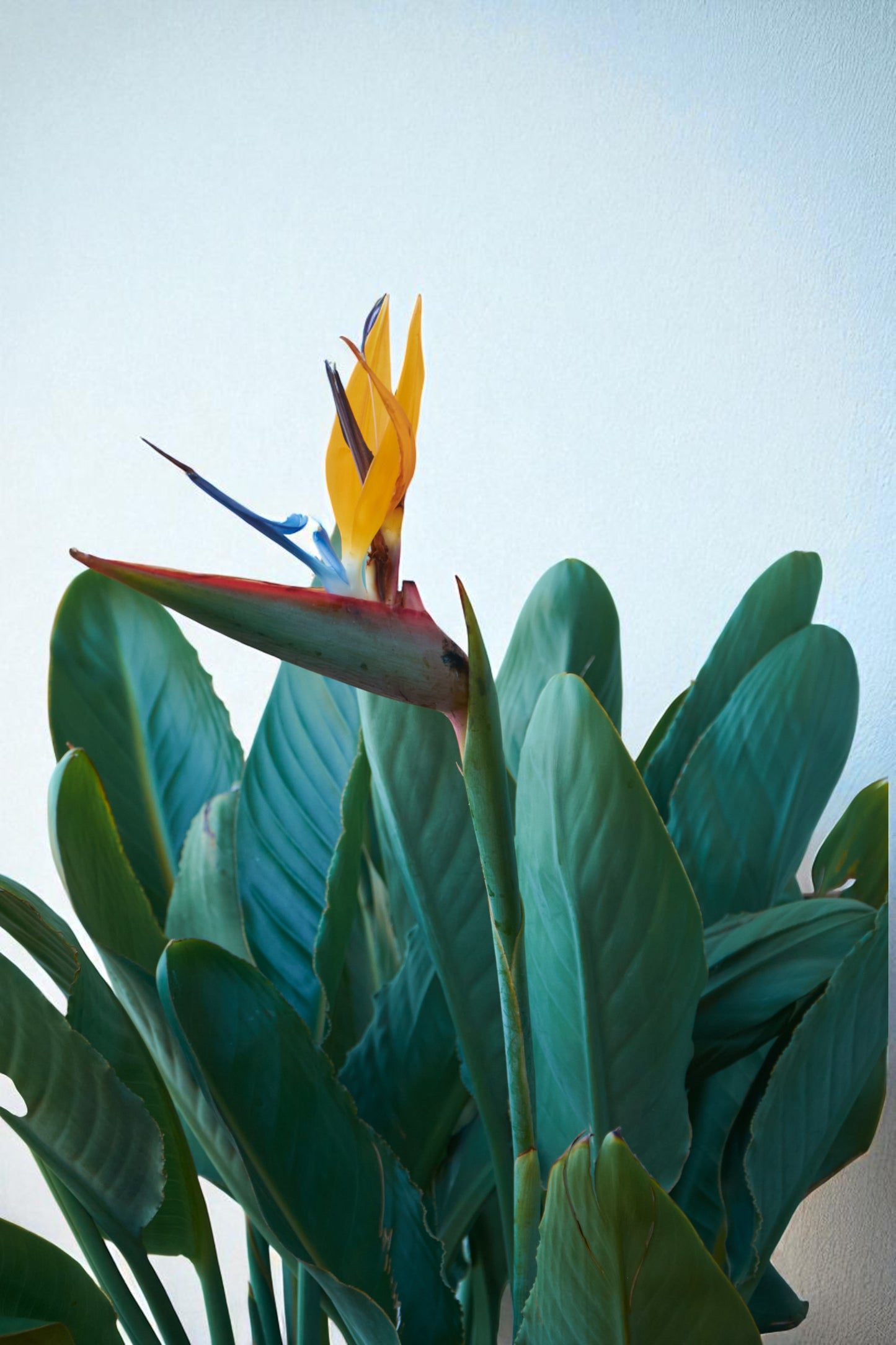 Strelitzia Reginae
