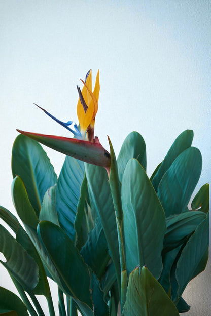 Strelitzia Reginae