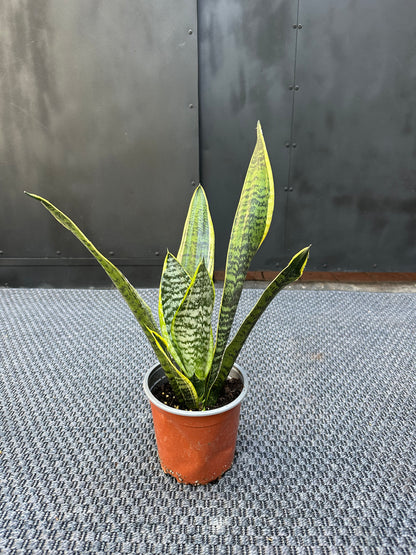 Sansevieria Laurenti de hojas verticales con bordes amarillos en macetero de interior