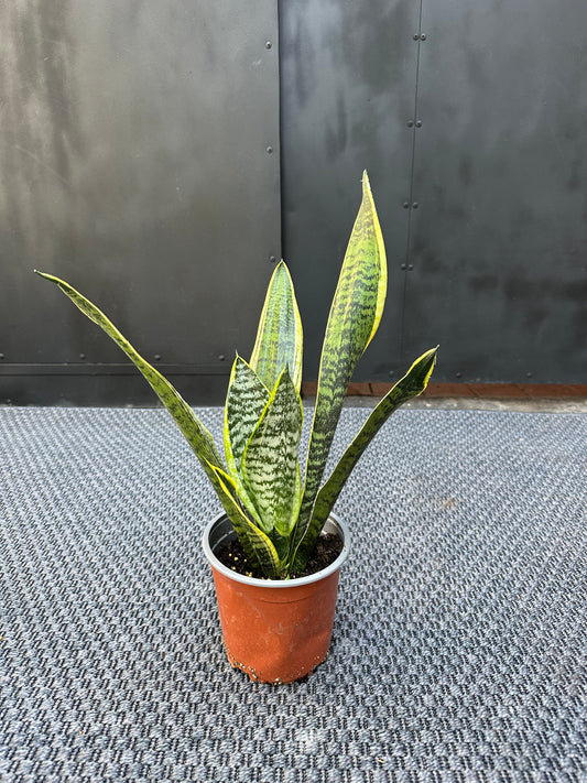 Sansevieria Laurenti