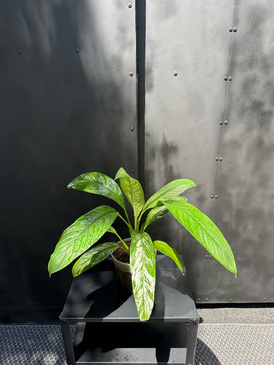 Spathiphyllum Variegado