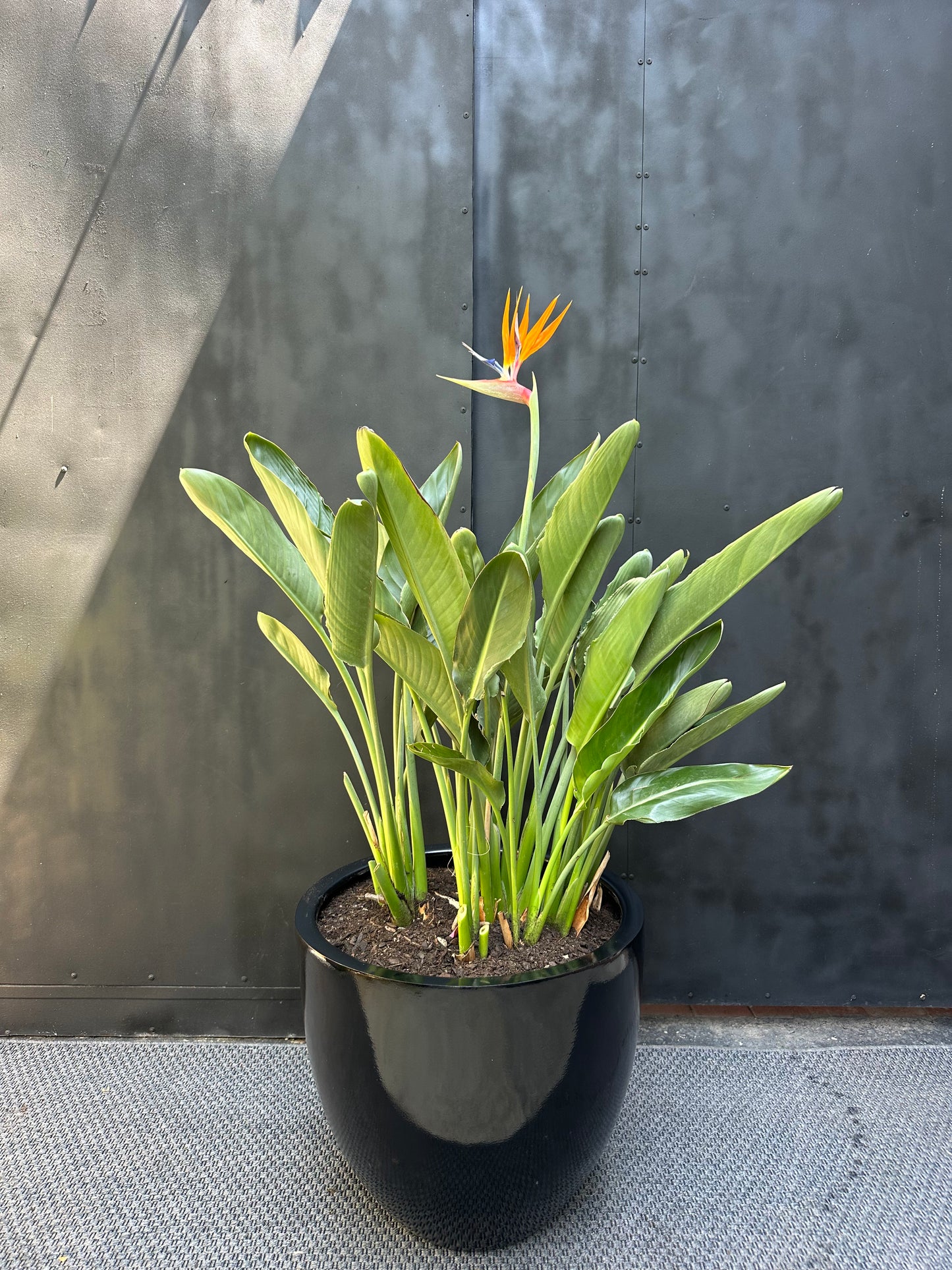 Strelitzia Reginae