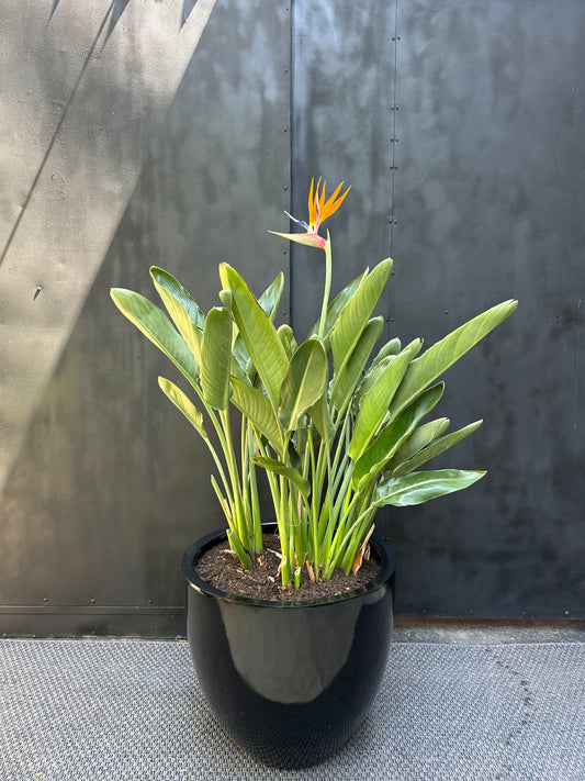 Strelitzia Reginae