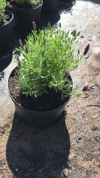 Lavanda Stoecha