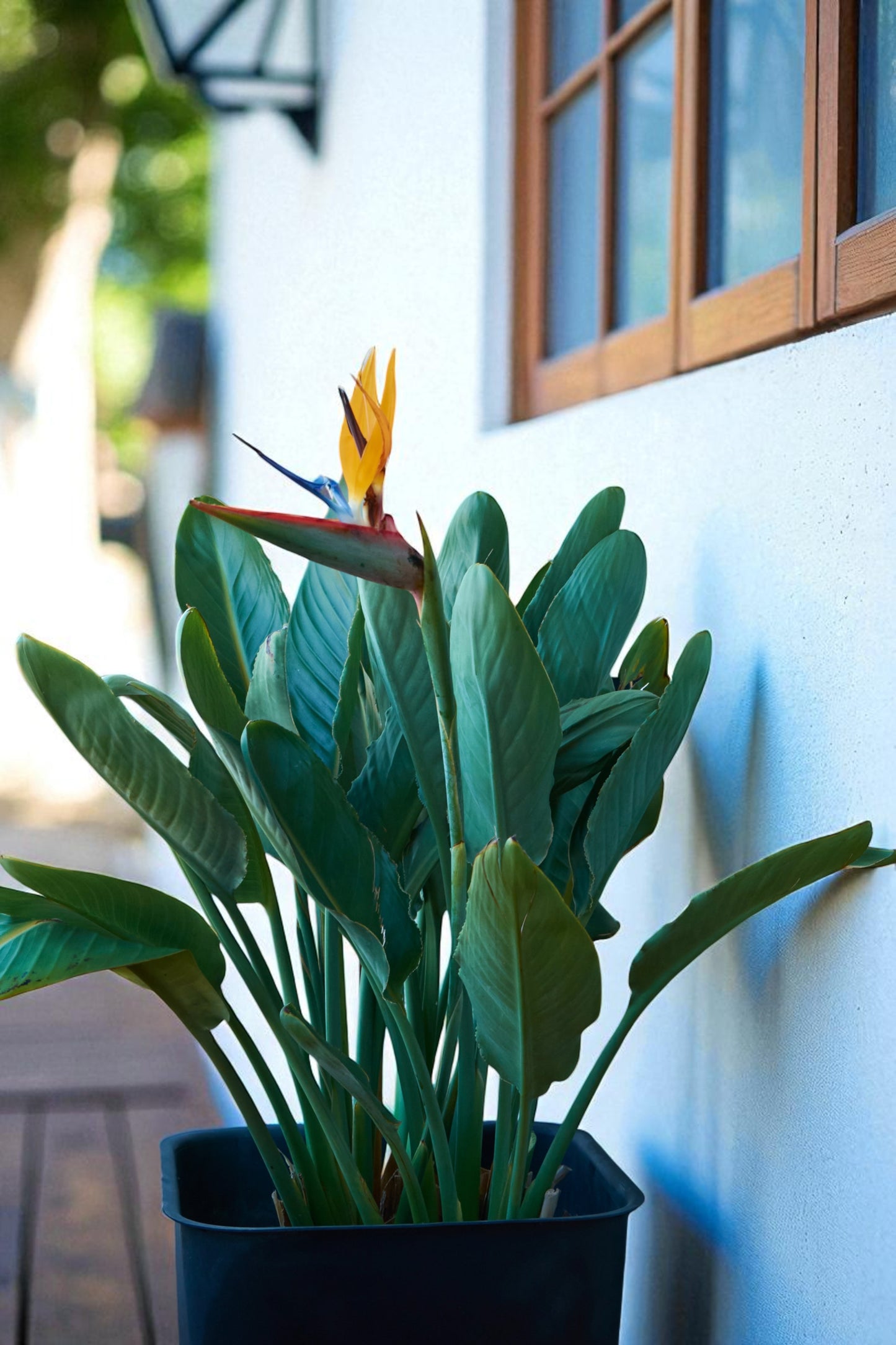 Strelitzia Reginae