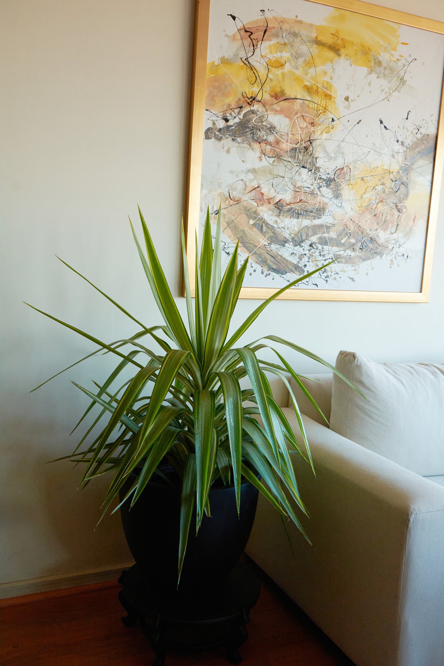 Yuca Variegada