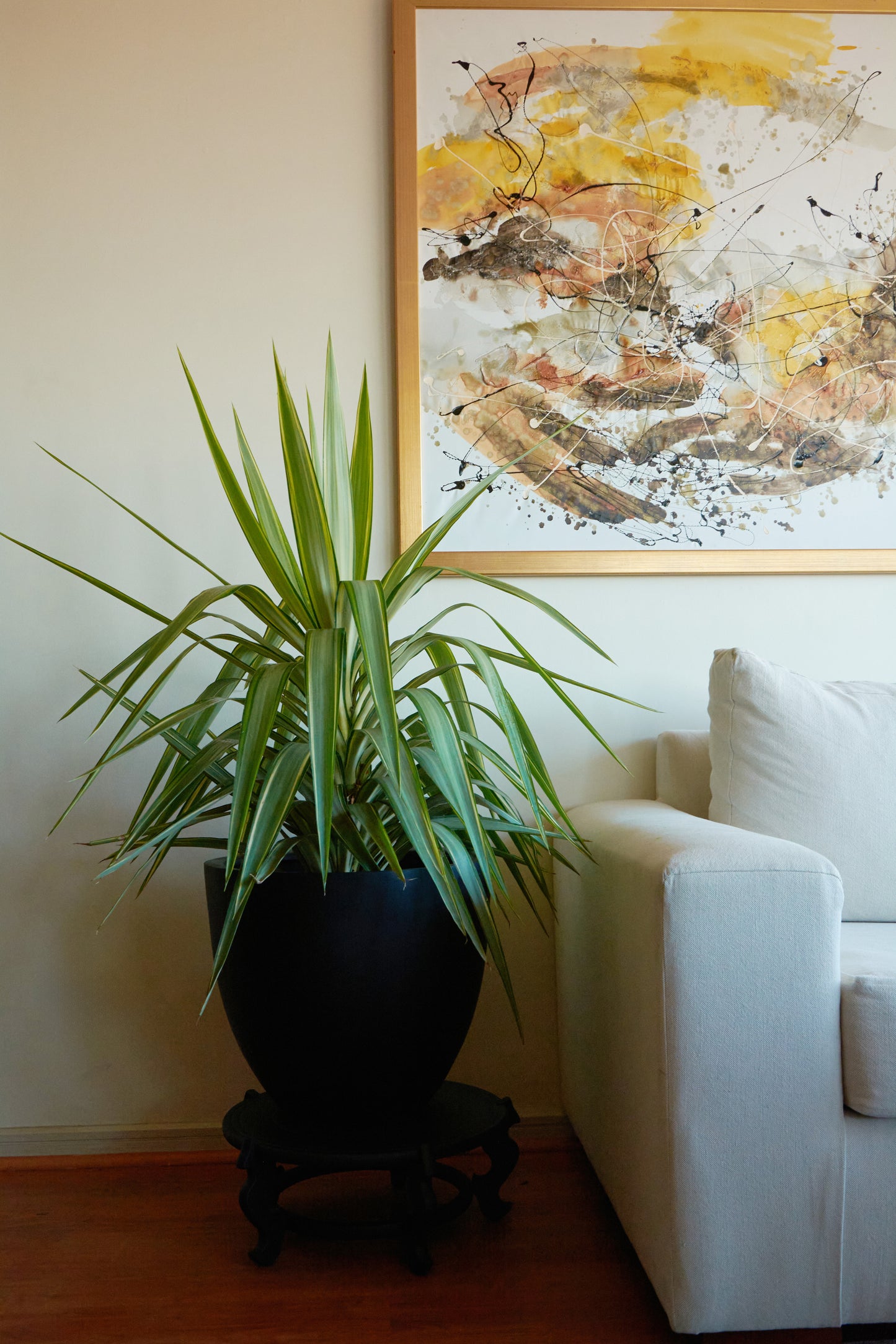 Yuca Variegada
