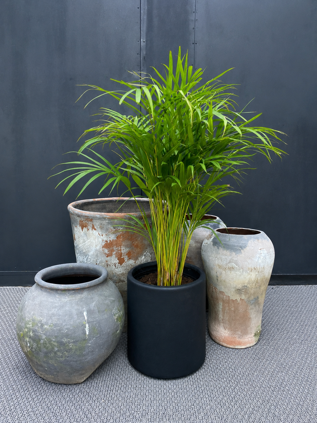Palmera Areca